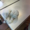 Pinza blanca pelo - Imagen 2